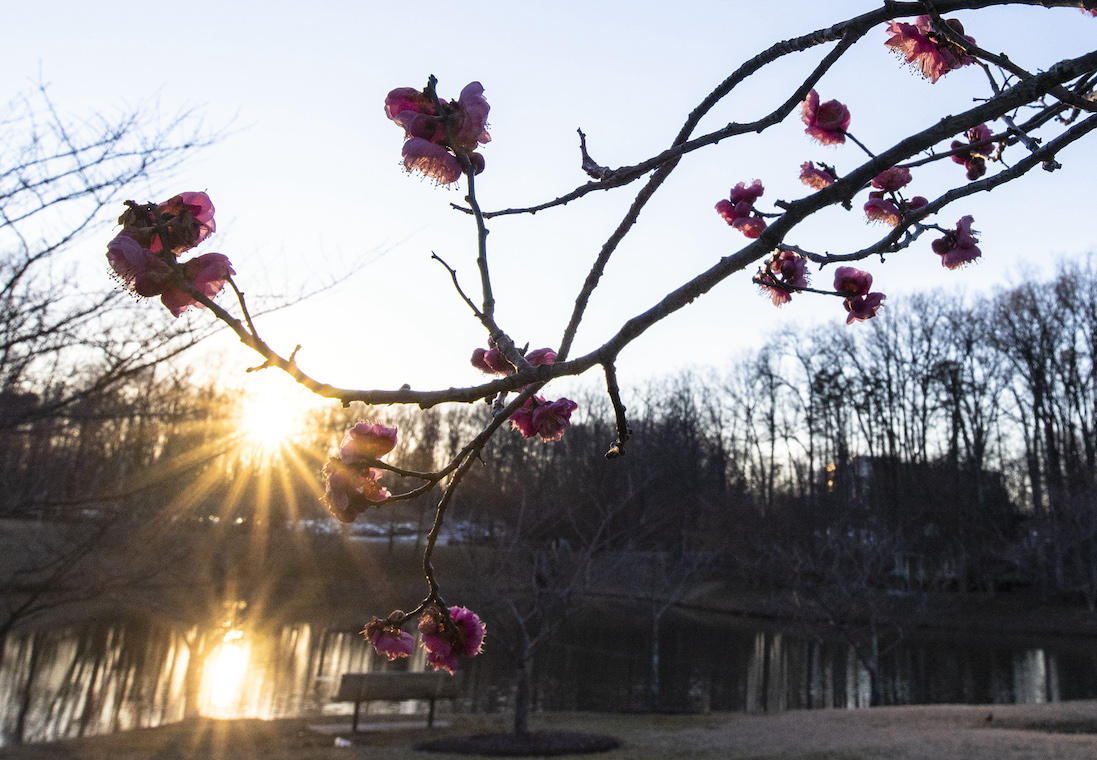 Cherry trees in peak bloom.